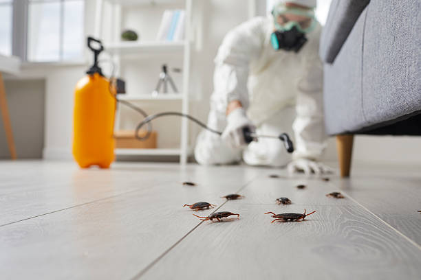 Post-Treatment Bed Bug Interceptor Monitoring in North Puyallup